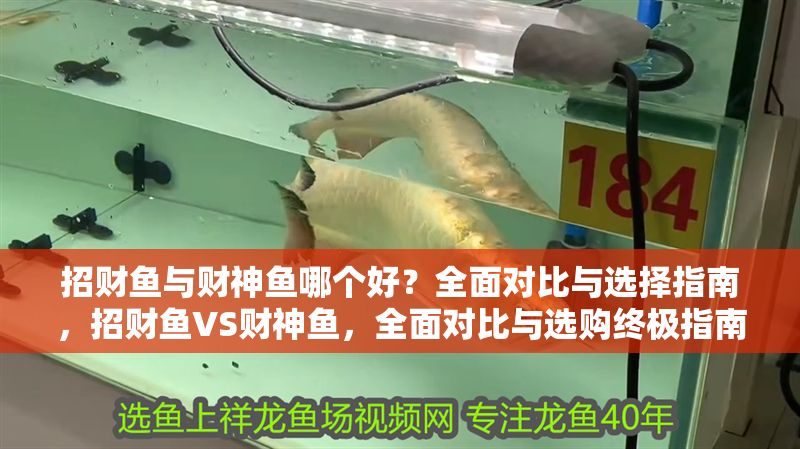 招財魚與財神魚哪個好？全面對比與選擇指南，招財魚VS財神魚，全面對比與選購終極指南 招財魚與財神魚哪個好？全面對比與選擇指南，招財魚VS財神魚，全面對比與選購終極指南 龍魚百科 第1張