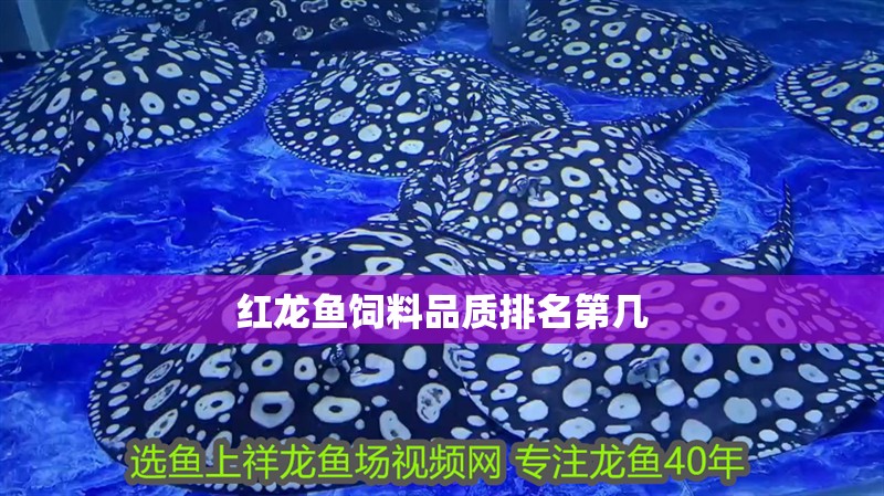 紅龍魚飼料品質排名第幾