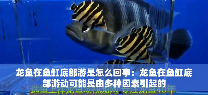 龍魚在魚缸底部游是怎么回事：龍魚在魚缸底部游動可能是由多種因素引起的