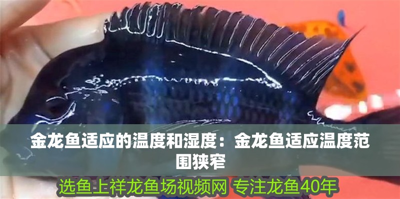 金龍魚適應的溫度和濕度：金龍魚適應溫度范圍狹窄
