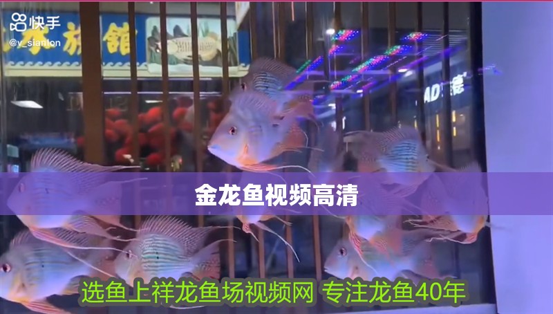 金龍魚視頻高清