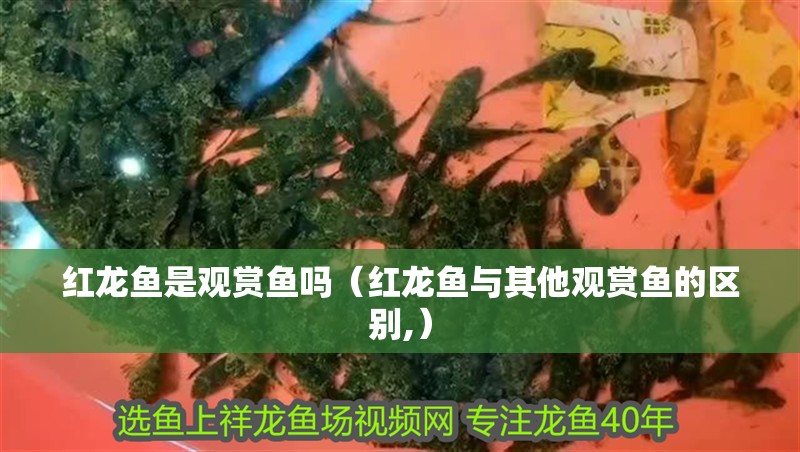 紅龍魚是觀賞魚嗎（紅龍魚與其他觀賞魚的區別,）