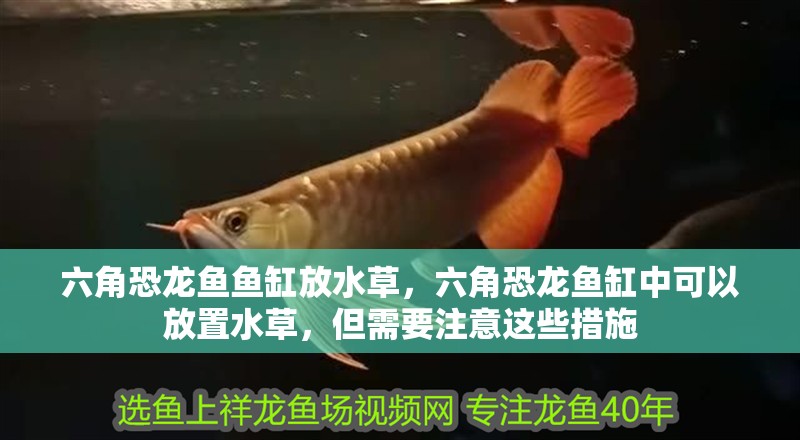 六角恐龍魚魚缸放水草，六角恐龍魚缸中可以放置水草，但需要注意這些措施 六角恐龍魚魚缸放水草，六角恐龍魚缸中可以放置水草，但需要注意這些措施 魚缸百科