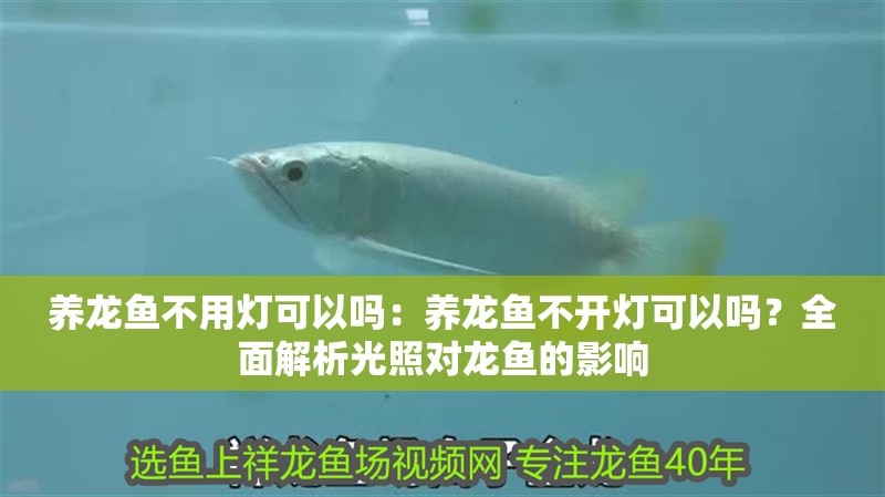 養龍魚不用燈可以嗎：養龍魚不開燈可以嗎？全面解析光照對龍魚的影響