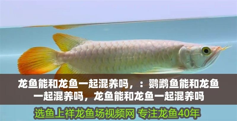 龍魚能和龍魚一起混養嗎，：鸚鵡魚能和龍魚一起混養嗎，龍魚能和龍魚一起混養嗎 龍魚能和龍魚一起混養嗎，：鸚鵡魚能和龍魚一起混養嗎，龍魚能和龍魚一起混養嗎 龍魚百科