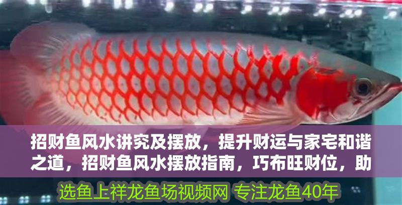 招財魚風水講究及擺放，提升財運與家宅和諧之道，招財魚風水擺放指南，巧布旺財位，助運家宅興