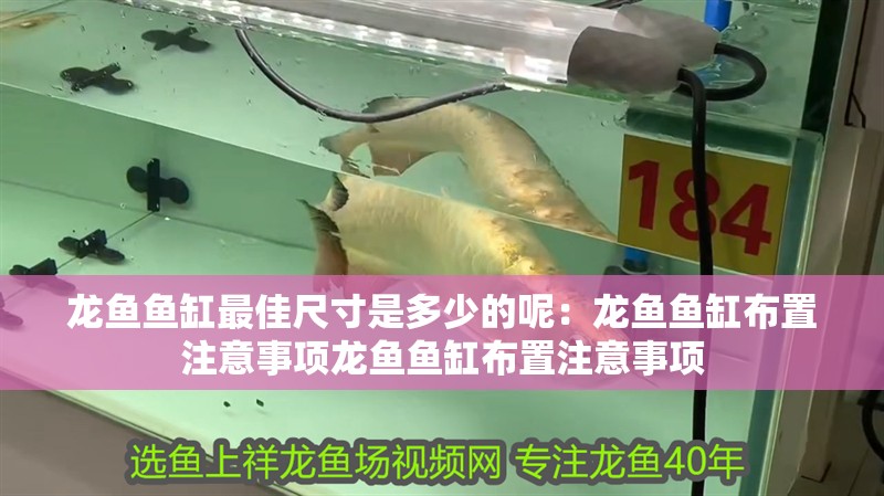 龍魚魚缸最佳尺寸是多少的呢：龍魚魚缸布置注意事項龍魚魚缸布置注意事項