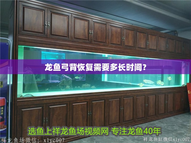 龍魚弓背恢復需要多長時間？ 龍魚弓背恢復需要多長時間？ 龍魚論壇