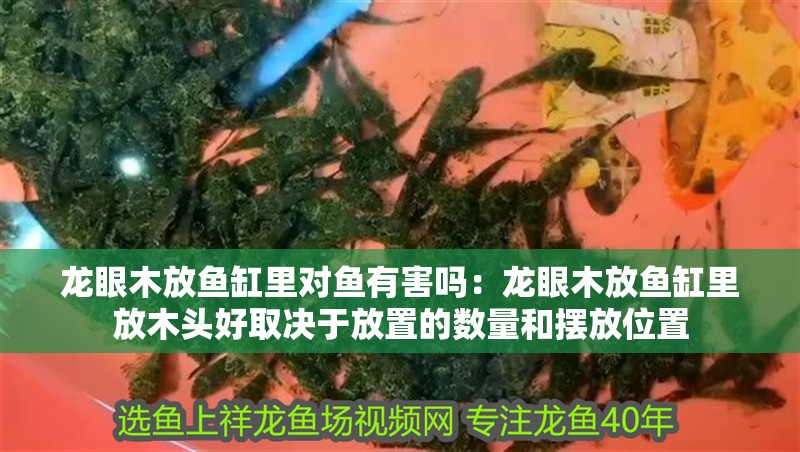 龍眼木放魚缸里對(duì)魚有害嗎：龍眼木放魚缸里放木頭好取決于放置的數(shù)量和擺放位置