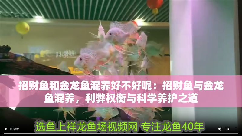 招財魚和金龍魚混養好不好呢：招財魚與金龍魚混養，利弊權衡與科學養護之道