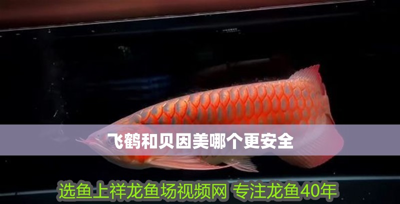 飛鶴和貝因美哪個更安全