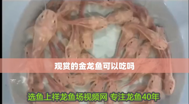 觀賞的金龍魚可以吃嗎