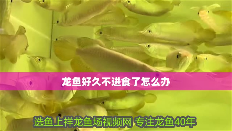 龍魚好久不進食了怎么辦