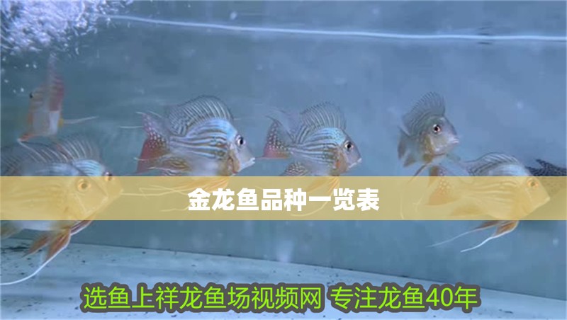 金龍魚品種一覽表