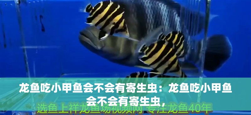 龍魚吃小甲魚會不會有寄生蟲：龍魚吃小甲魚會不會有寄生蟲，