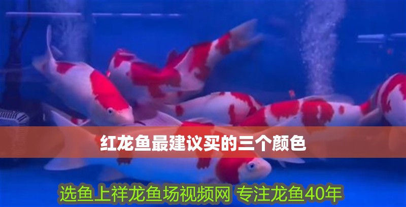 紅龍魚最建議買的三個顏色