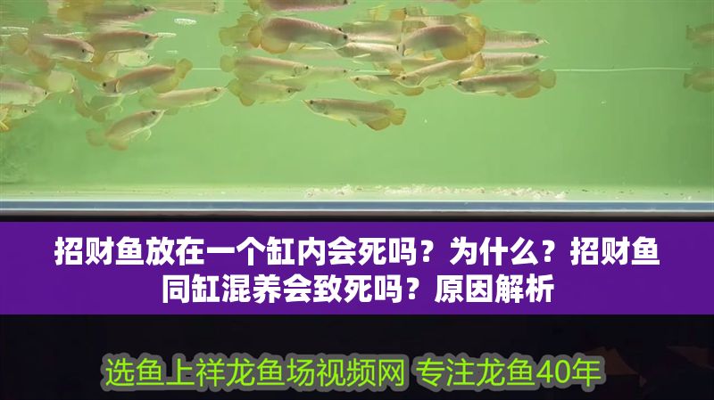 招財魚放在一個缸內會死嗎？為什么？招財魚同缸混養會致死嗎？原因解析