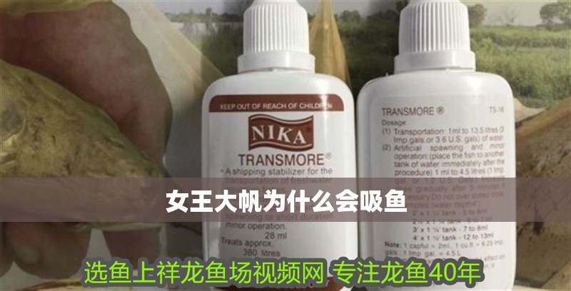 女王大帆為什么會吸魚