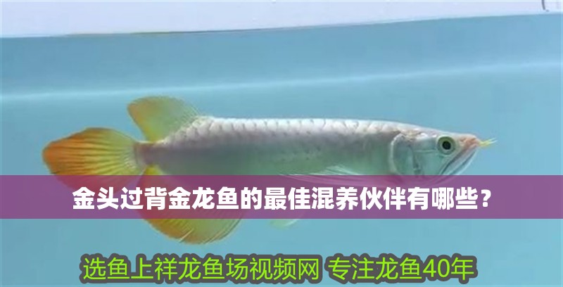 金頭過背金龍魚的最佳混養伙伴有哪些？