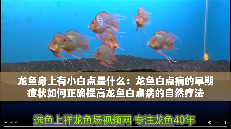 龍魚身上有小白點是什么：龍魚白點病的早期癥狀如何正確提高龍魚白點病的自然療法
