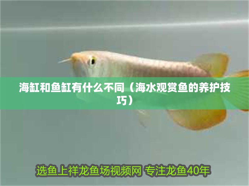 海缸和魚缸有什么不同（海水觀賞魚的養(yǎng)護技巧） 海缸和魚缸有什么不同（海水觀賞魚的養(yǎng)護技巧） 魚缸百科