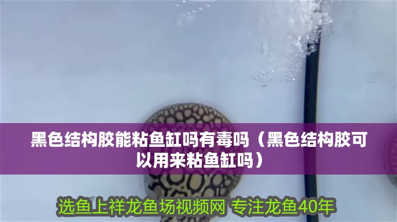 龍魚干蝦有營養嗎 黑色結構膠能粘魚缸嗎有毒嗎(黑色結構膠可以用來粘魚缸嗎) 魚缸百科 黑色結構膠能粘魚缸嗎有毒嗎(黑色結構膠可以用來粘魚缸嗎) 黑色結構膠能粘魚缸嗎有毒嗎(黑色結構膠可以用來粘魚缸嗎) 魚缸百科