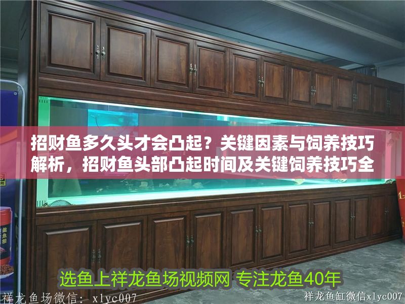 招財魚多久頭才會凸起？關鍵因素與飼養技巧解析，招財魚頭部凸起時間及關鍵飼養技巧全解析