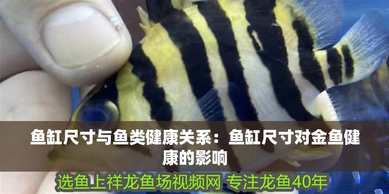 魚缸尺寸與魚類健康關系：魚缸尺寸對金魚健康的影響