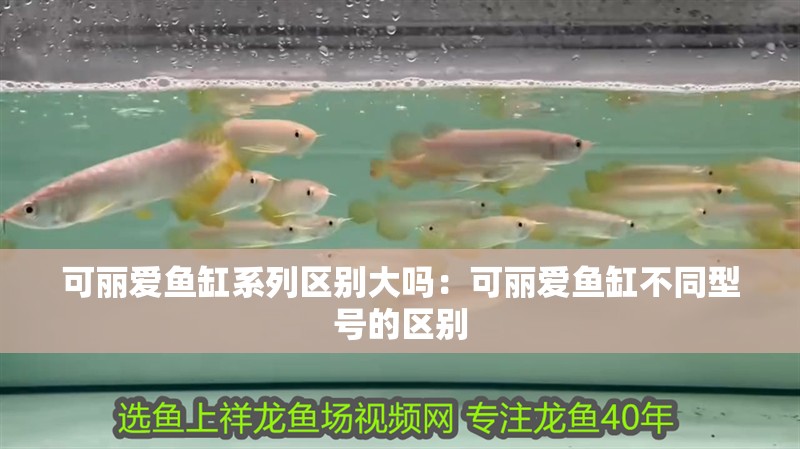可麗愛魚缸系列區(qū)別大嗎：可麗愛魚缸不同型號的區(qū)別 可麗愛魚缸系列區(qū)別大嗎：可麗愛魚缸不同型號的區(qū)別 魚缸百科
