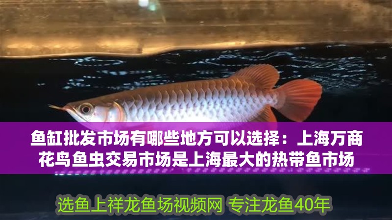 魚缸批發(fā)市場有哪些地方可以選擇：上海萬商花鳥魚蟲交易市場是上海最大的熱帶魚市場