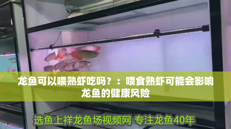 龍魚可以喂熟蝦吃嗎？：喂食熟蝦可能會影響龍魚的健康風險 龍魚可以喂熟蝦吃嗎？：喂食熟蝦可能會影響龍魚的健康風險 龍魚百科