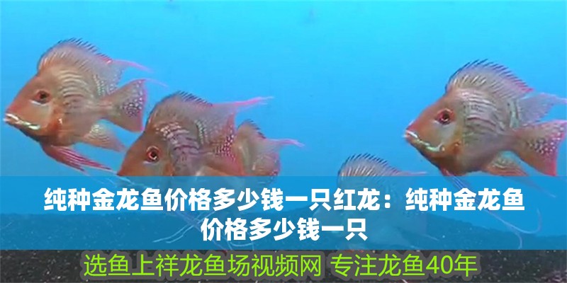 純種金龍魚價格多少錢一只紅龍：純種金龍魚價格多少錢一只 純種金龍魚價格多少錢一只紅龍：純種金龍魚價格多少錢一只 龍魚百科