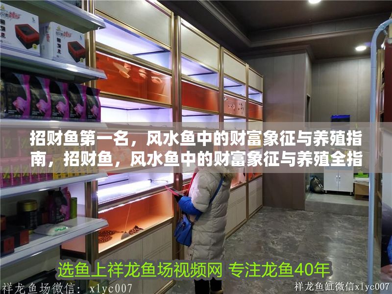 招財魚第一名，風水魚中的財富象征與養(yǎng)殖指南，招財魚，風水魚中的財富象征與養(yǎng)殖全指南