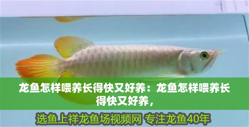 龍魚怎樣喂養(yǎng)長得快又好養(yǎng)：龍魚怎樣喂養(yǎng)長得快又好養(yǎng)，