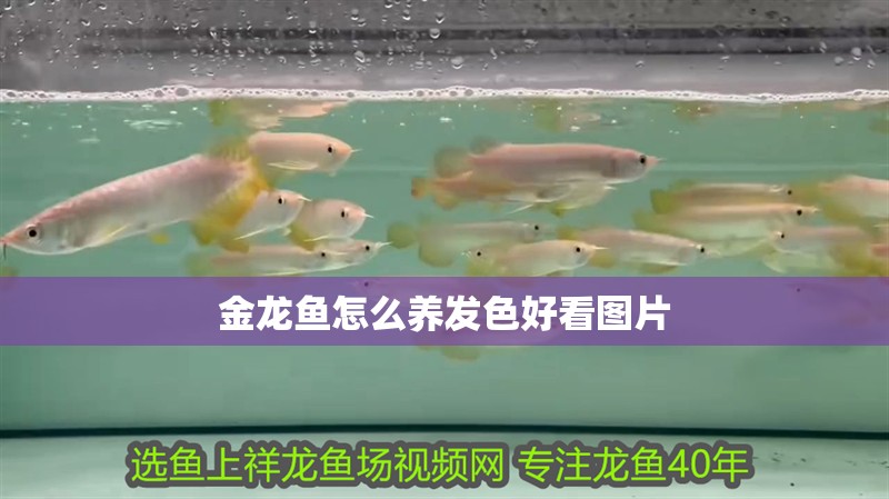 金龍魚怎么養發色好看圖片