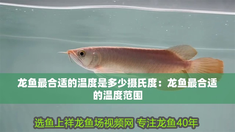 龍魚(yú)最合適的溫度是多少攝氏度：龍魚(yú)最合適的溫度范圍