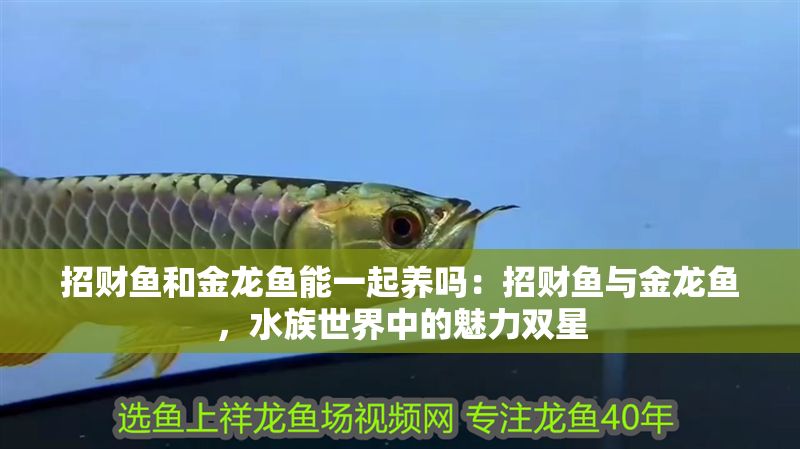 招財魚和金龍魚能一起養嗎：招財魚與金龍魚，水族世界中的魅力雙星