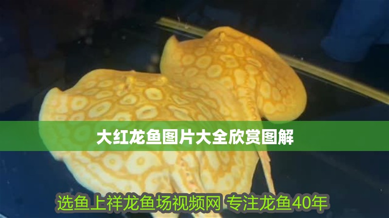 大紅龍魚圖片大全欣賞圖解