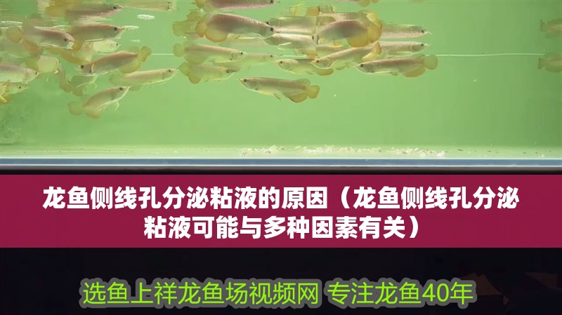 龍魚側(cè)線孔分泌粘液的原因（龍魚側(cè)線孔分泌粘液可能與多種因素有關(guān)）