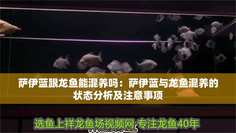 薩伊藍(lán)跟龍魚(yú)能混養(yǎng)嗎：薩伊藍(lán)與龍魚(yú)混養(yǎng)的狀態(tài)分析及注意事項(xiàng)