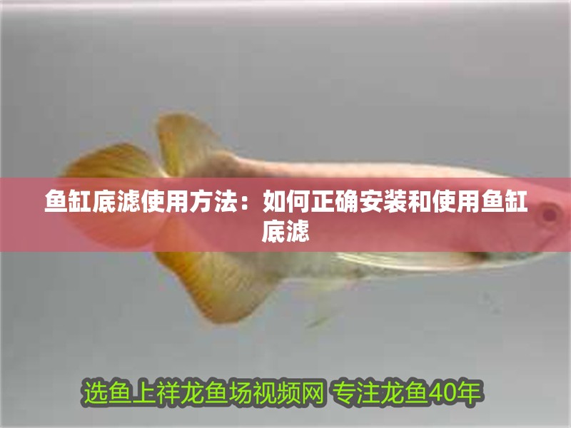魚缸底濾使用方法：如何正確安裝和使用魚缸底濾 魚缸底濾使用方法：如何正確安裝和使用魚缸底濾 魚缸百科