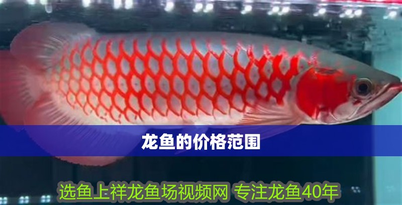 龍魚的價(jià)格范圍