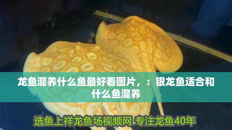 魚缸過濾器選購指南:自制魚缸過濾器魚缸上置過濾器對于養魚愛好者的必備知識 龍魚混養什么魚最好看圖片,:銀龍魚適合和什么魚混養 龍魚百科 龍魚混養什么魚最好看圖片,:銀龍魚適合和什么魚混養 龍魚混養什么魚最好看圖片,:銀龍魚適合和什么魚混養 龍魚百科