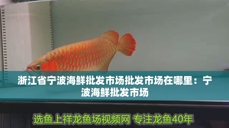 <strong><mark>浙江</mark></strong>省寧波海鮮批發市場批發市場在哪里：寧波海鮮批發市場