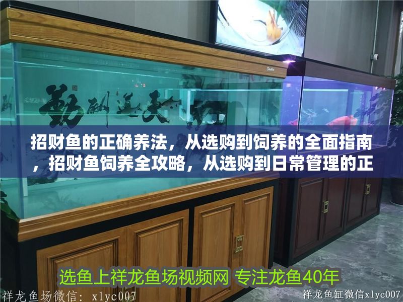 招財魚的正確養法，從選購到飼養的全面指南，招財魚飼養全攻略，從選購到日常管理的正確養法