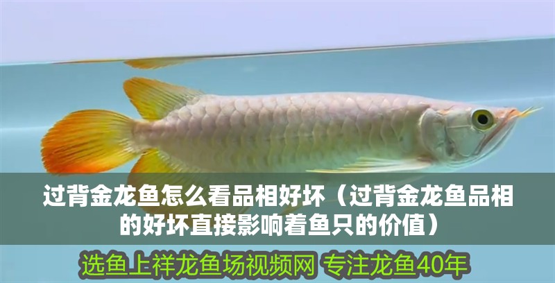 過背金龍魚怎么看品相好壞（過背金龍魚品相的好壞直接影響著魚只的價值）