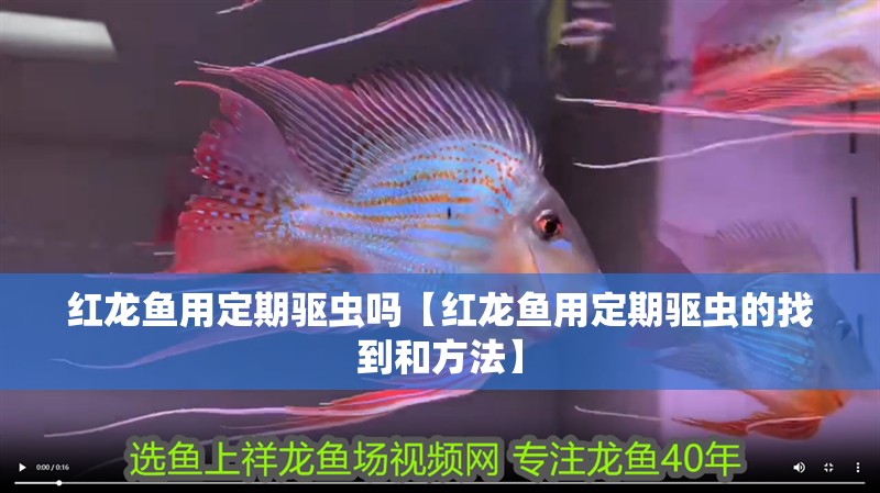 紅龍魚用定期驅蟲嗎【紅龍魚用定期驅蟲的找到和方法】
