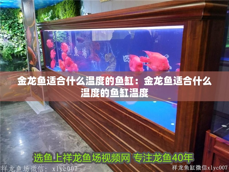金龍魚適合什么溫度的魚缸：金龍魚適合什么溫度的魚缸溫度