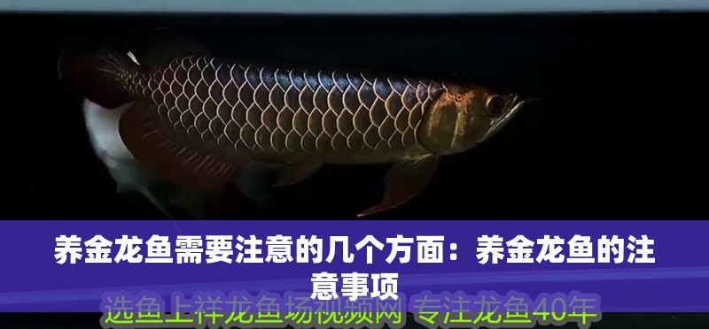 養金龍魚需要注意的幾個方面：養金龍魚的注意事項
