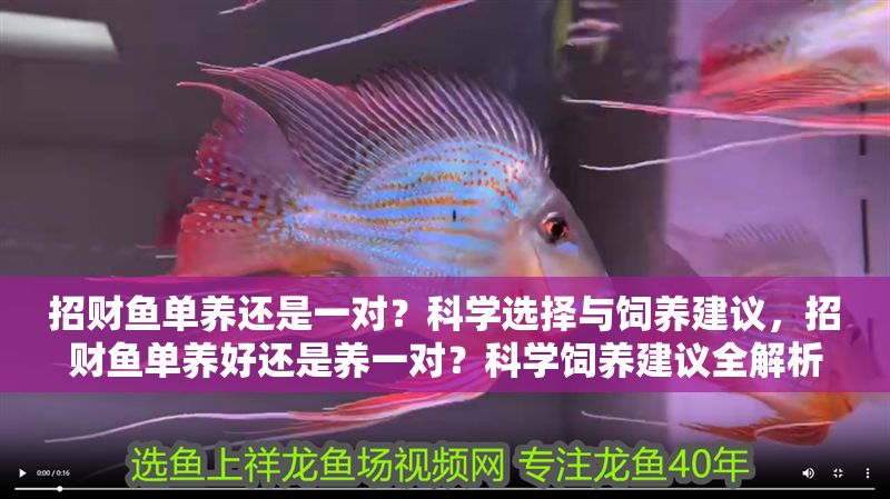 招財魚單養還是一對？科學選擇與飼養建議，招財魚單養好還是養一對？科學飼養建議全解析